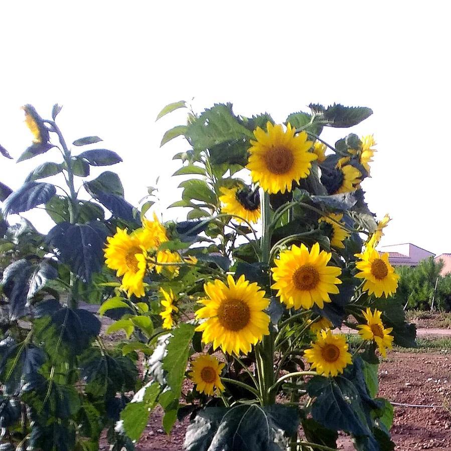 Agriturismo S'Incant'e Sinis San Salvatore  Exterior foto